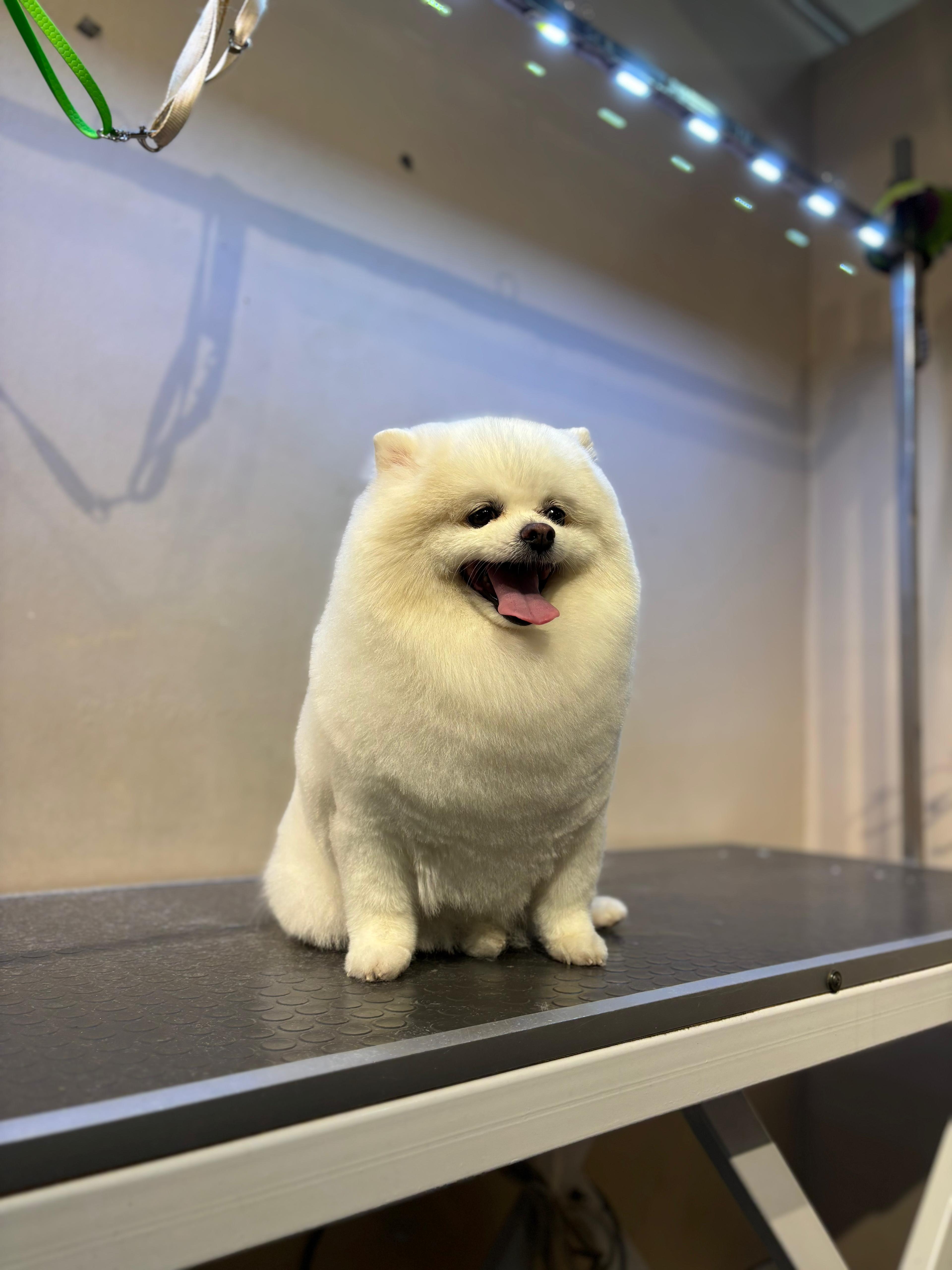 Az Pets Kuaför